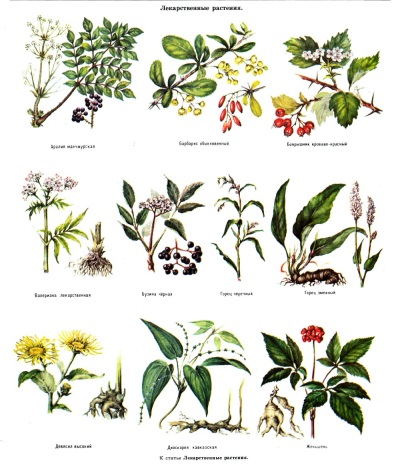 Лекарственные растения и травы