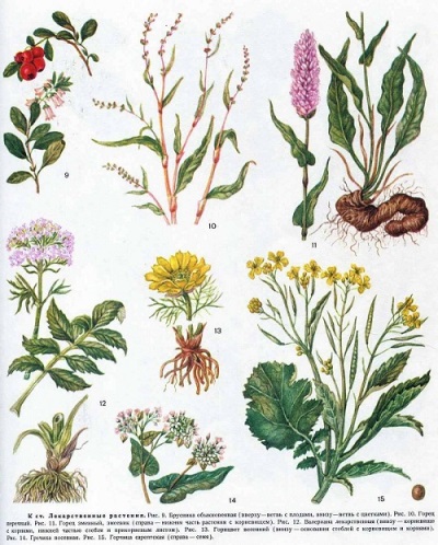 Культурные лекарственные растения и дикорастущие лекарственные растения